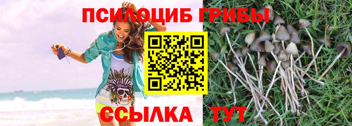 Чебоксары  Псилоцибиновые грибы Psilocybine cubensis  Галлюциногенные грибы Psilocybe  дарнет шоп  Вход с VPN 
